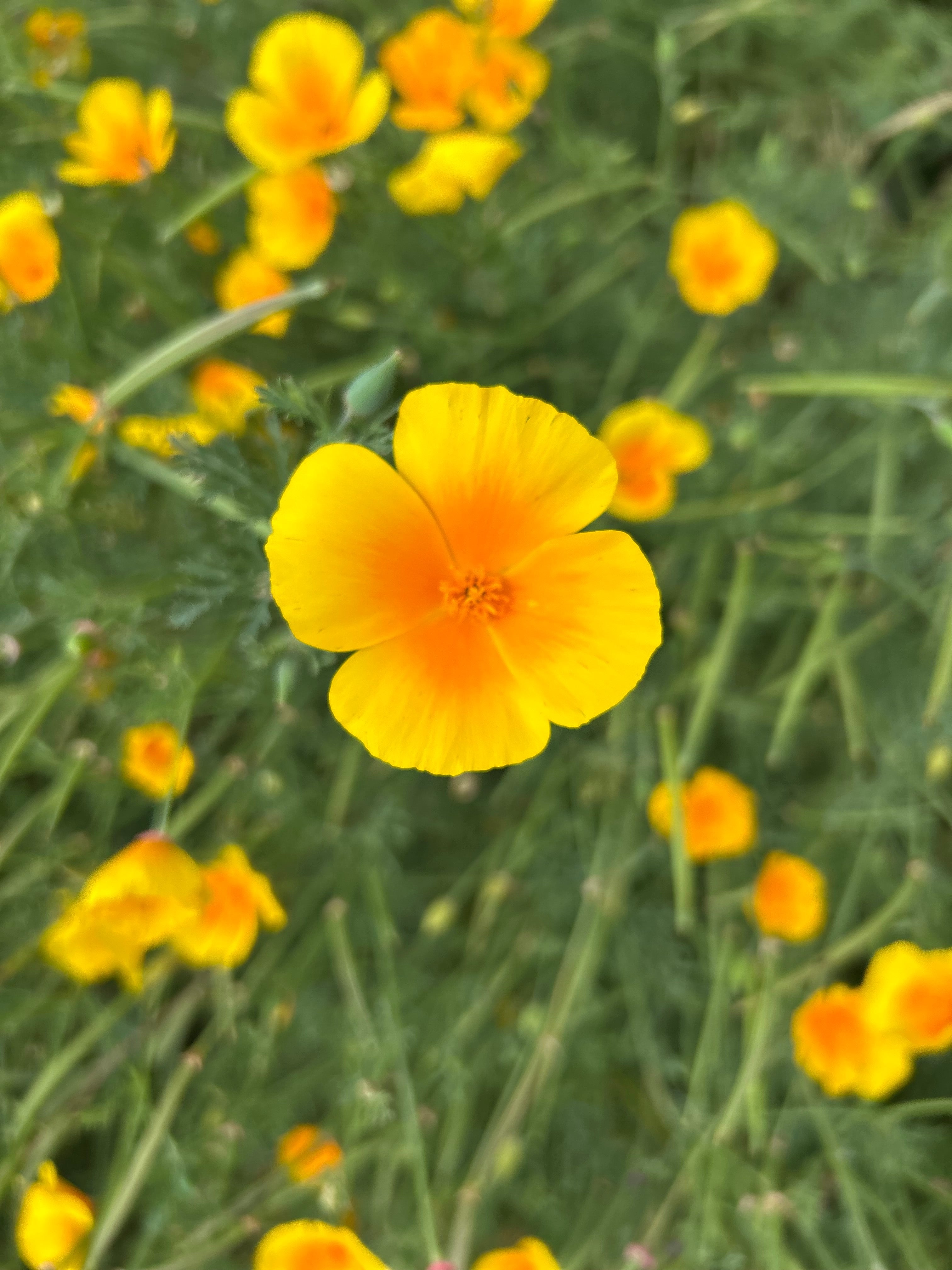 Mother's day greeting cards by The Life Cycle Design