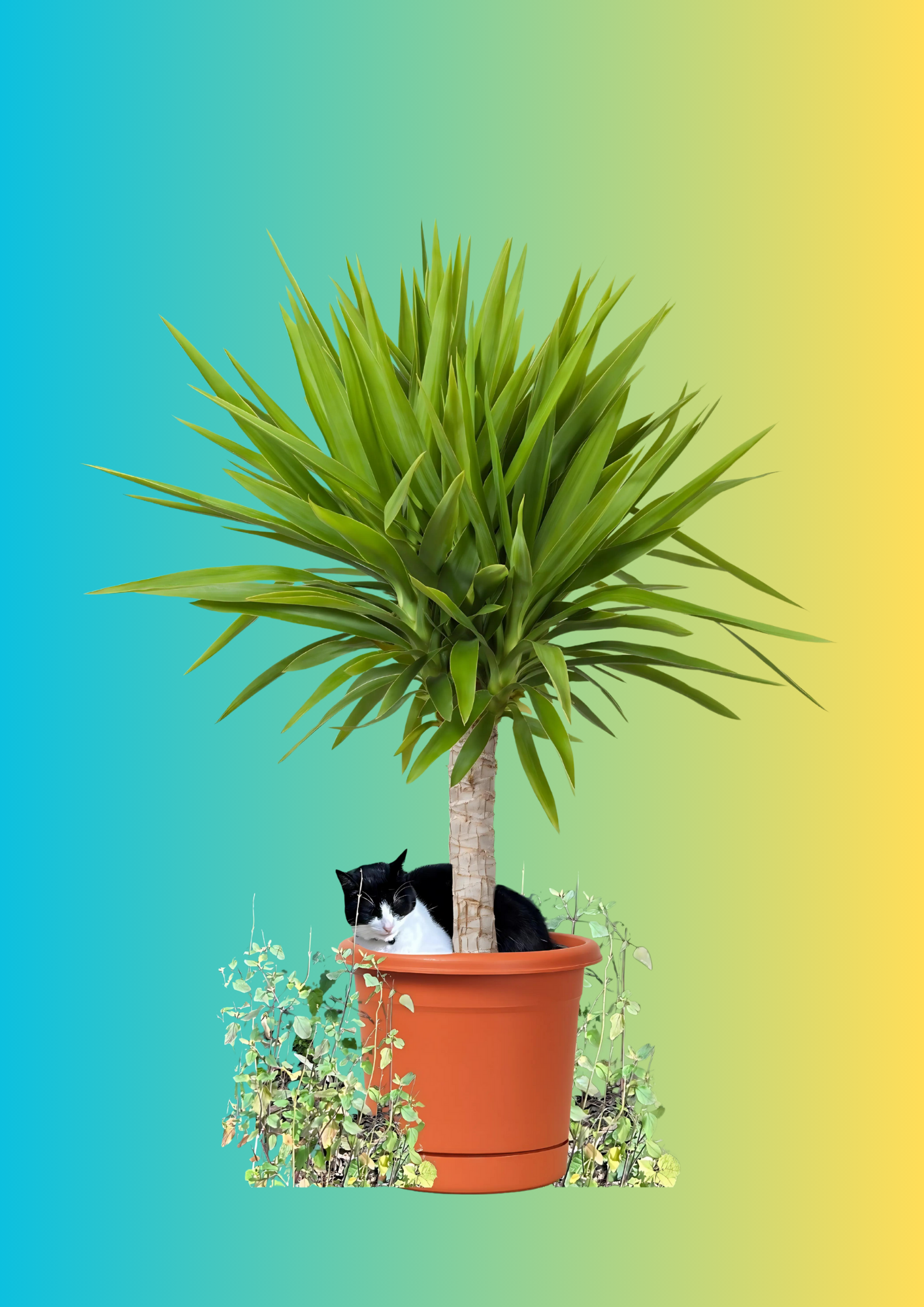 Cat in a plant pot A4 giclée print on 310gsm Hahnemühle German Etching paper